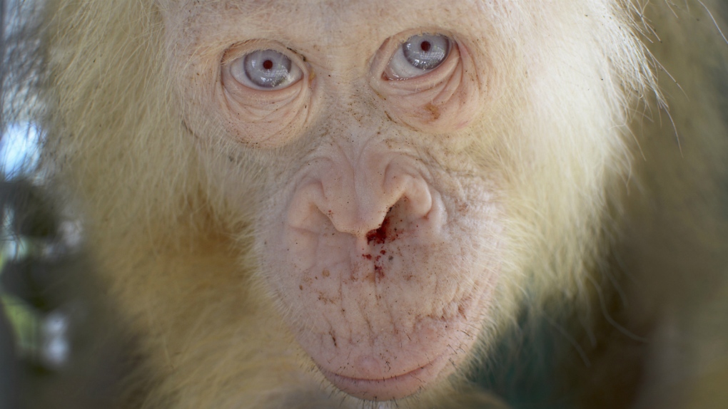 Albino orangutan rescued in Indonesia