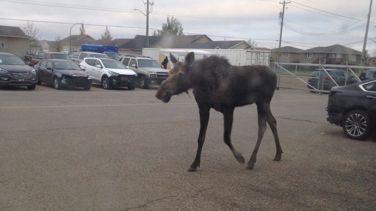 Moose on the loose