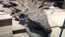A fossil of a nodosaur on display