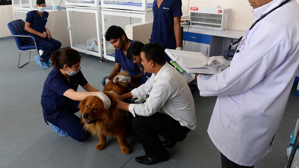 Indian vets examine dog Muffin 