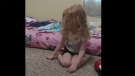 In a video posted to Facebook, Amanda Lewis’s daughter Evelyn is seen crying and struggling to stand up, despite encouragement and help from her parents. (Facebook/Amanda Lewis via Storyful)