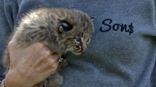 kittens rescued from calgary house fire