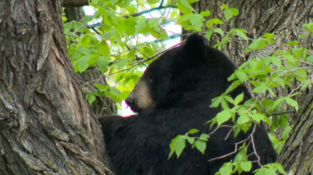 위니펙시 외곽 남부의 한 마을 나무에 검은 곰이 매달려