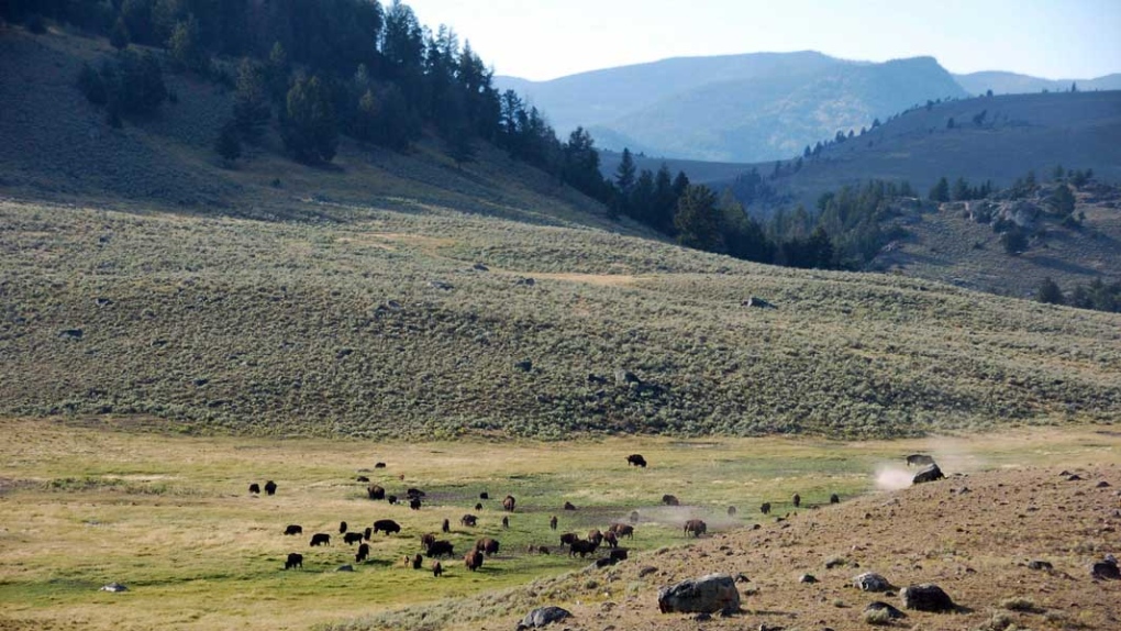 Yellowstone National Park's Lamar Valley