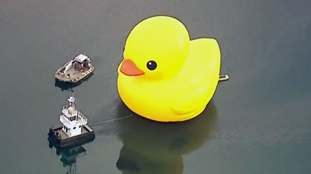 rubber duck, waterfront