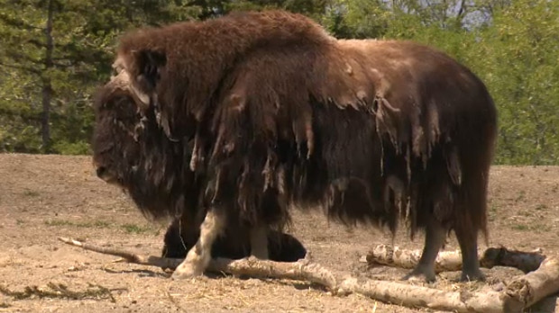 The zoo says no one was at risk as a muskox escaped its area, but didn't get out of the secondary containment area.