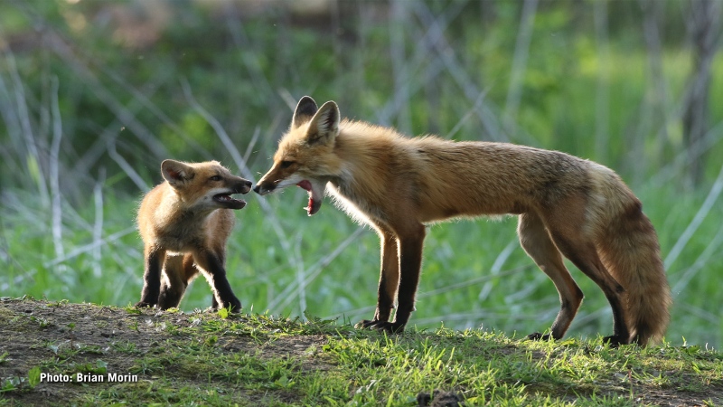 A mother fox and kit set off for an evening hunt near Morrisburg. (Brian Morin/CTV Viewer)