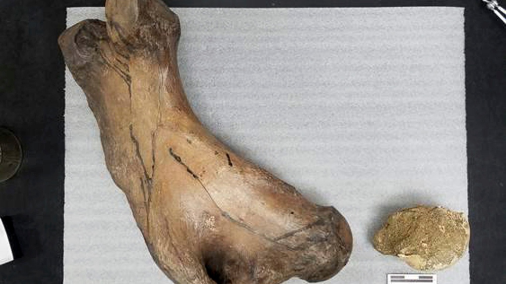 Giant sloth fossil found in Los Angeles