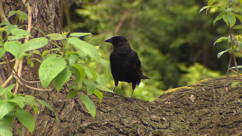 Crow attacks in Vancouver