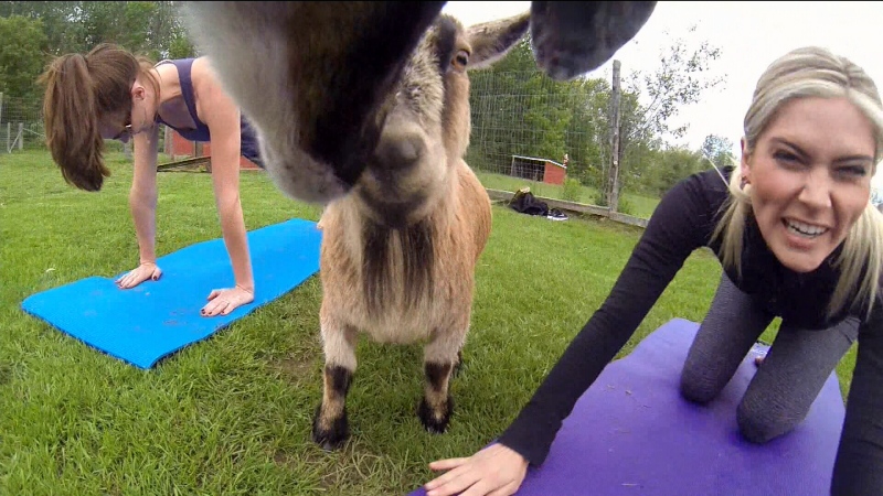  CTV Ottawa: Goat Yoga at Kemptville animal sanctu