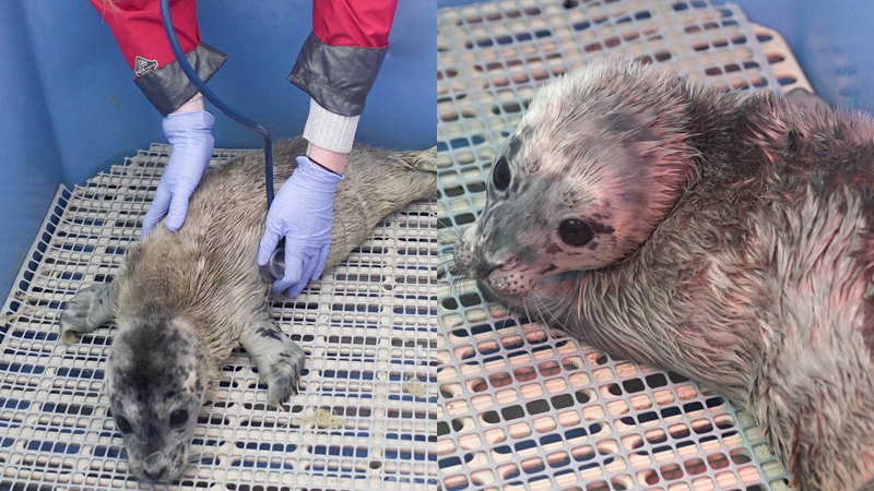 Rescued seal pups