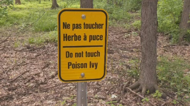 Poison ivy in parks an itch Cote-St-Luc is trying to scratch - CTV News