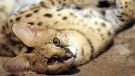 In this file image, a juvenille Serval, a cat native to South East Africa, cranes its neck back as it wakes from an afternoon snooze at the Staten Island Zoo, Wednesday, Nov. 16, 2005 in New York. (AP Photo / Mary Schwalm)