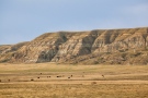 Cattle graze beneath Castle Butte in the badlands of Saskatchewan. (Zach Baranowski/Posterjack)