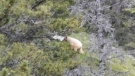 Alberta Parks officials say the female bear is three or four years old. (Alex Royal) 