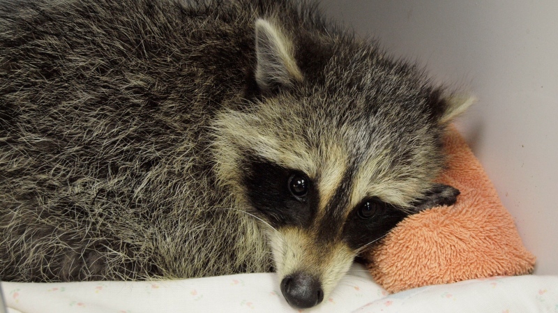 A baby raccoon was taken to Toronto Wildlife Centre after police found it trapped and drowning inside a trash can in a backyard of a York-area home, overnight Thursday. (Toronto Wildlife Centre)