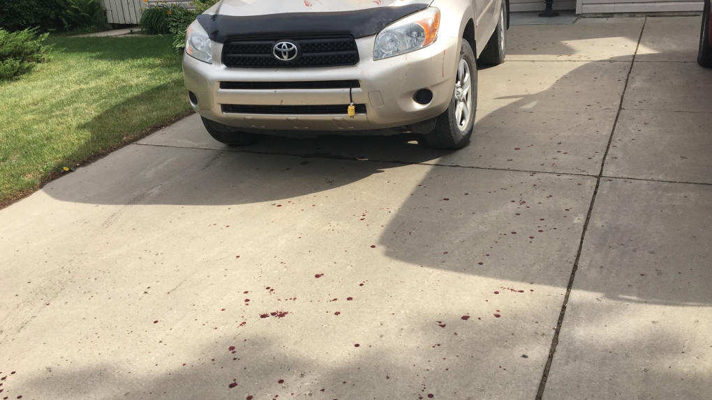 Blood spattered driveway after dog attack