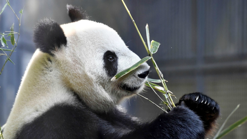 Giant panda gives birth in Tokyo