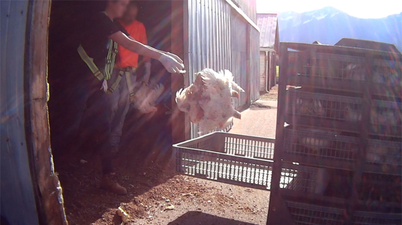 Workers toss chickens into crates at a farm on B.C.'s Fraser Valley, in footage captured by a Mercy for Animals whistle blower. (MFA)