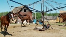 Horse training on Beardy's and Okemasis