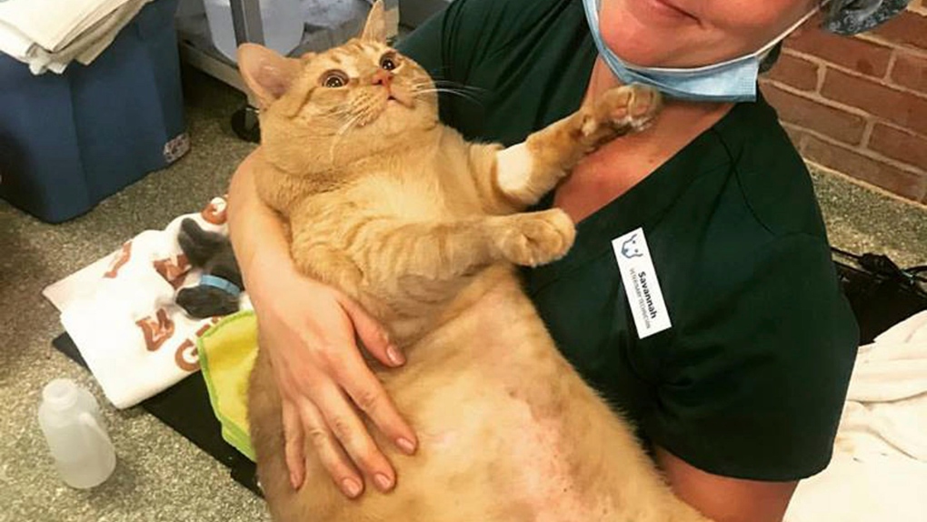 Symba, a very fat cat