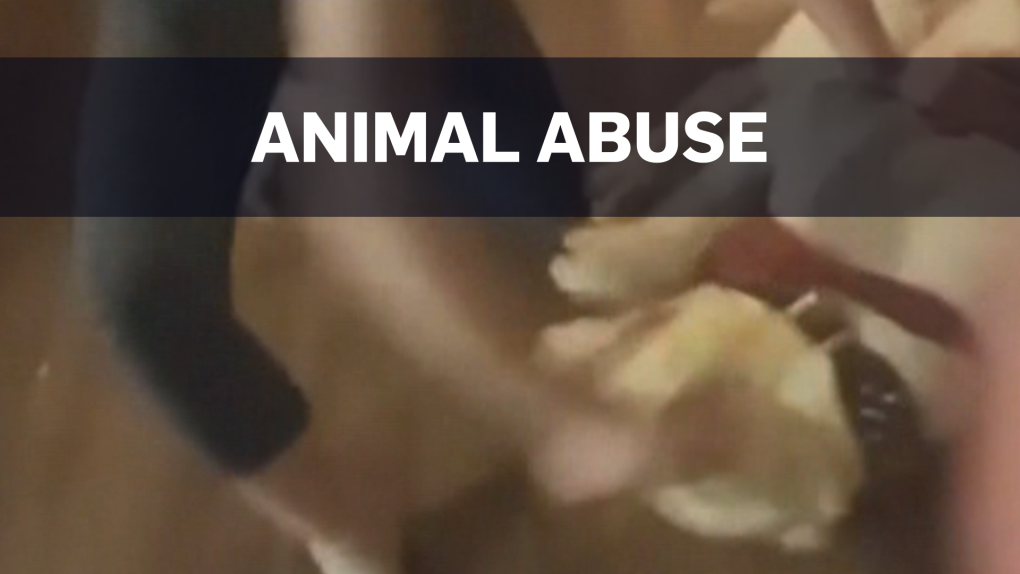 Graphic video of dog abuse | CTV News
