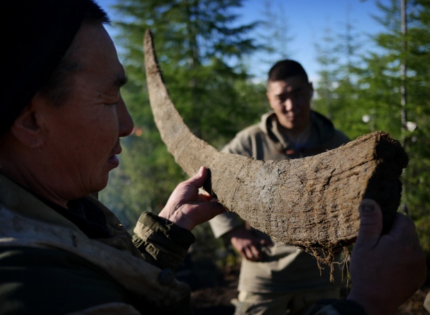 Woolly rhino horn