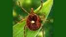 This undated photo provided by the Centers for Disease Control and Prevention shows a Lone Star tick. (AP /Centers for Disease Control and Prevention, James Gathany)