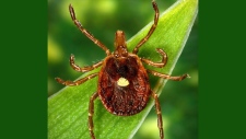 Lone Star tick meat allergy