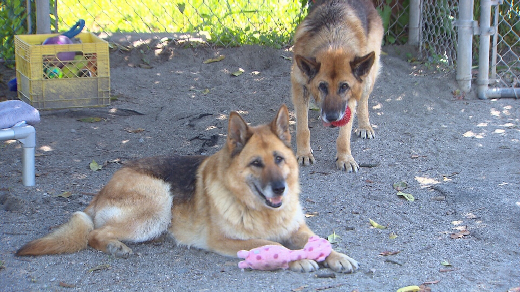 New Westminster German shepherds Fred and Ginger