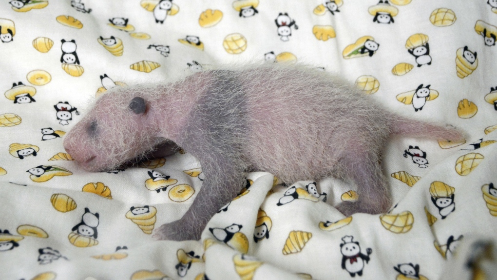Female panda born at Tokyo zoo
