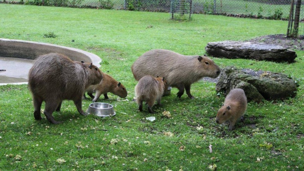 Offspring of famous Toronto capybaras named after members of Rush