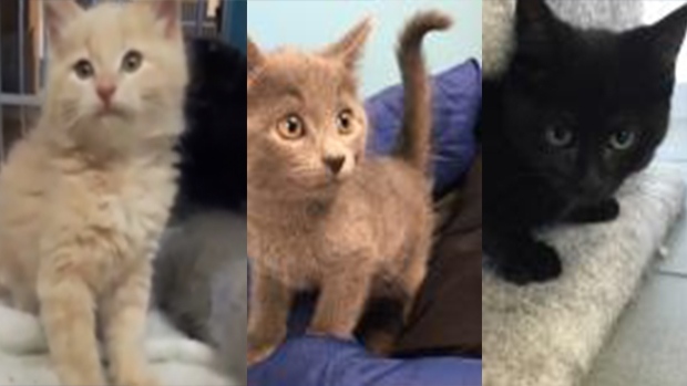 stolen barrie kittens