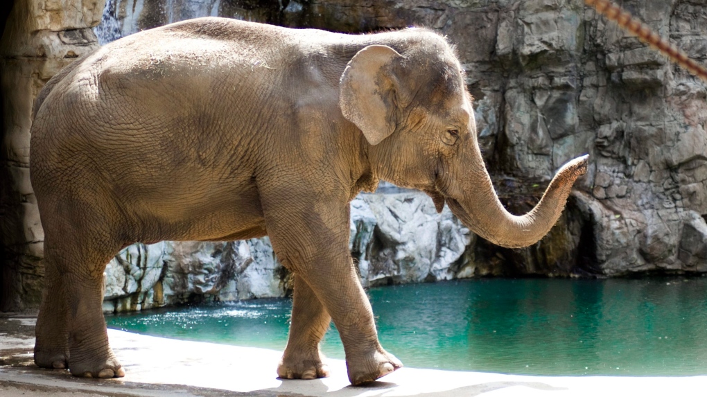 Shaunzi, an Asian elephant, 