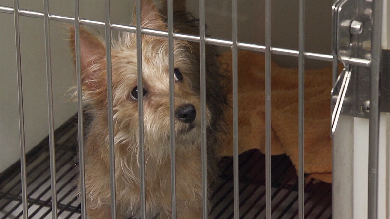 Ban on pets at Vancouver pet stores