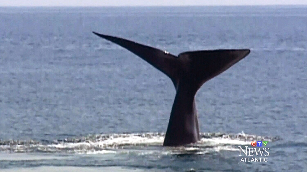 CTV Atlantic: Marine experts to examine dead whale
