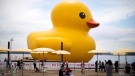 A giant inflatable duck sits on Toronto's Harbourfront as part of the Redpath Waterfront Festival, on Friday, June 30, 2017. THE CANADIAN PRESS/Chris Young