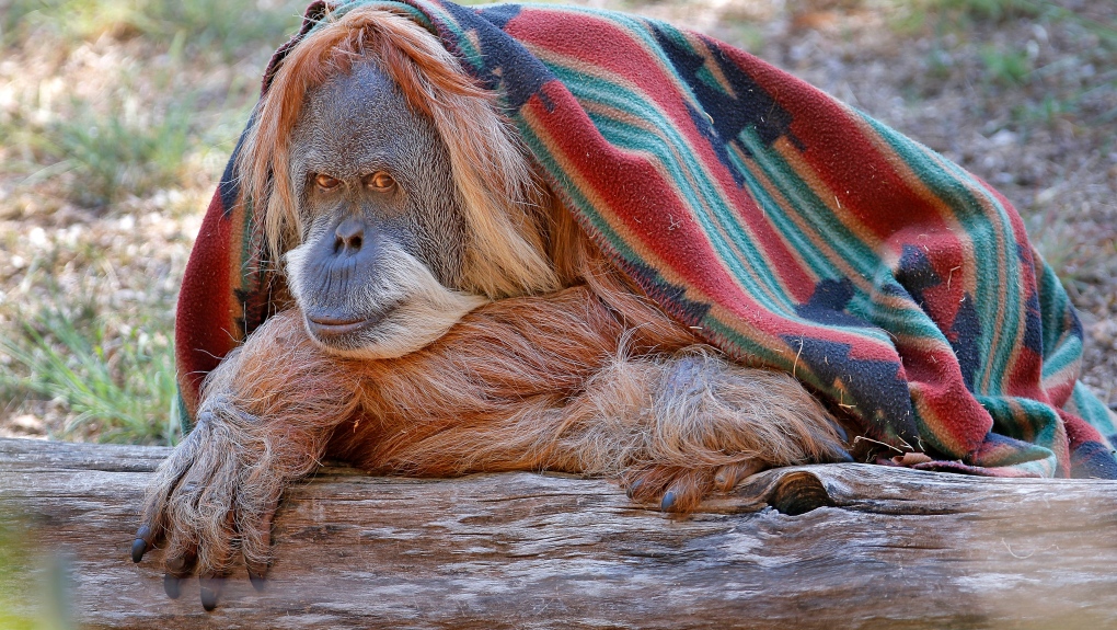 Toba, an orangutan