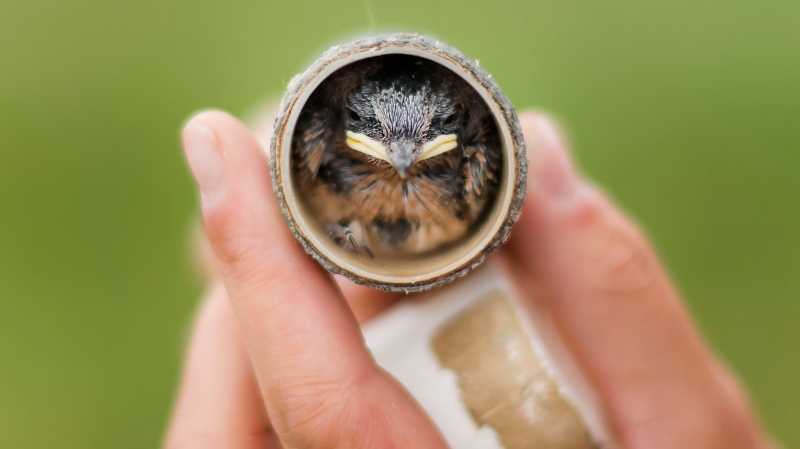 Taylor Brown, Research Technician at Bird Studies Canada weighs a young Barn Swallow in Townsend, Ont., on Wednesday, June 21, 2017. (Nathan Denette/The Canadian Press)