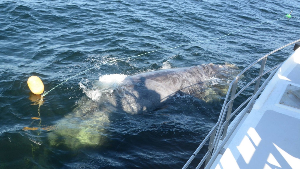 right whale rescued