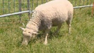 A flock of sheep are providing entertainment and education in Rosemont-La-Petite-Patrie. 