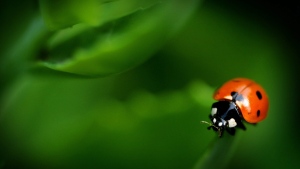 A ladybug clings to the edge of a Stone Crop Sedum leaf on Tuesday morning June 25, 2013, in Salina, Kan. (AP Photo / Salina Journal, Tom Dorsey)
