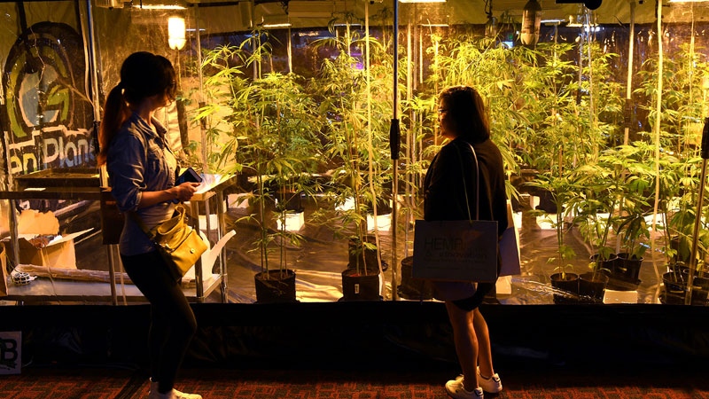 Cannabis plants in Sydney, Australia