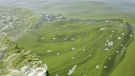 An algae bloom covers Lake Erie near the City of Toledo off the shore of Curtice, Ohio, on Aug. 3, 2014. (Haraz N. Ghanbari / AP)