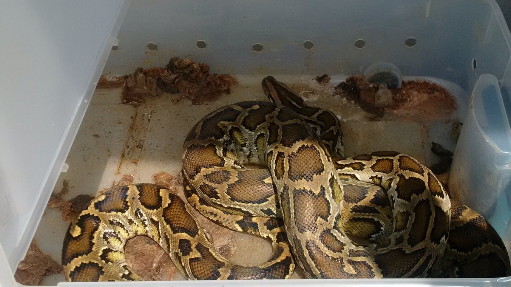 Newmarket pythons