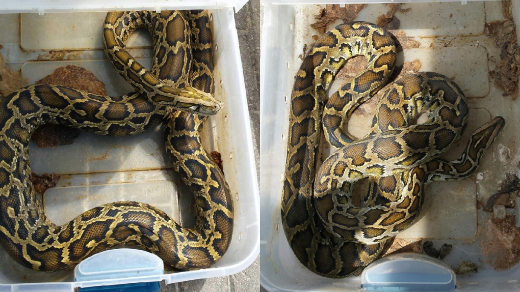 Abandoned Burmese pythons