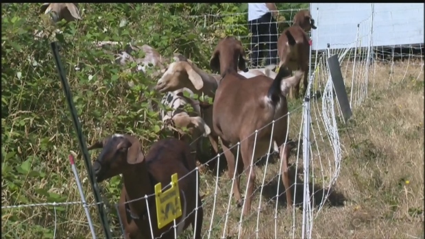 Ravenous goats provide plant control at military training ground in ... - CTV Vancouver Island
