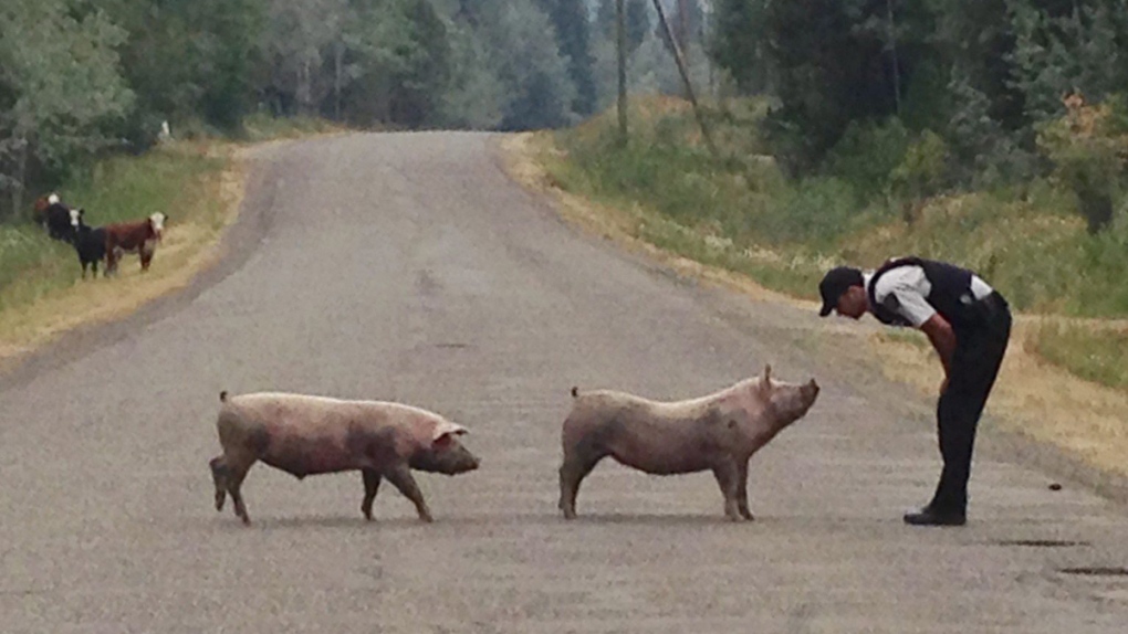 B.C. RCMP officer with two pigs