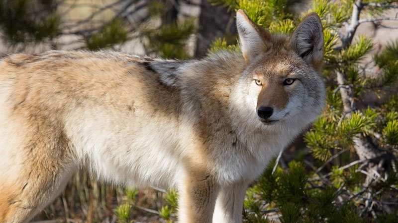 A coyote is pictured in this file photo. (Creative Commons)