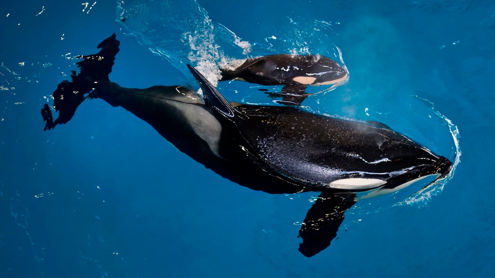 Captive-bred Orca dies at SeaWorld